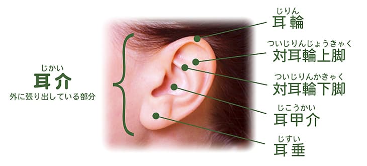 耳の形成 立ち耳 耳垂型など 京都 滋賀の大西皮フ科形成外科医院 大津石山 四条烏丸